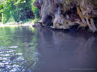 River Water Flow And Big And Old Tree Roots At Ringdikit Village, North Bali, Indonesia