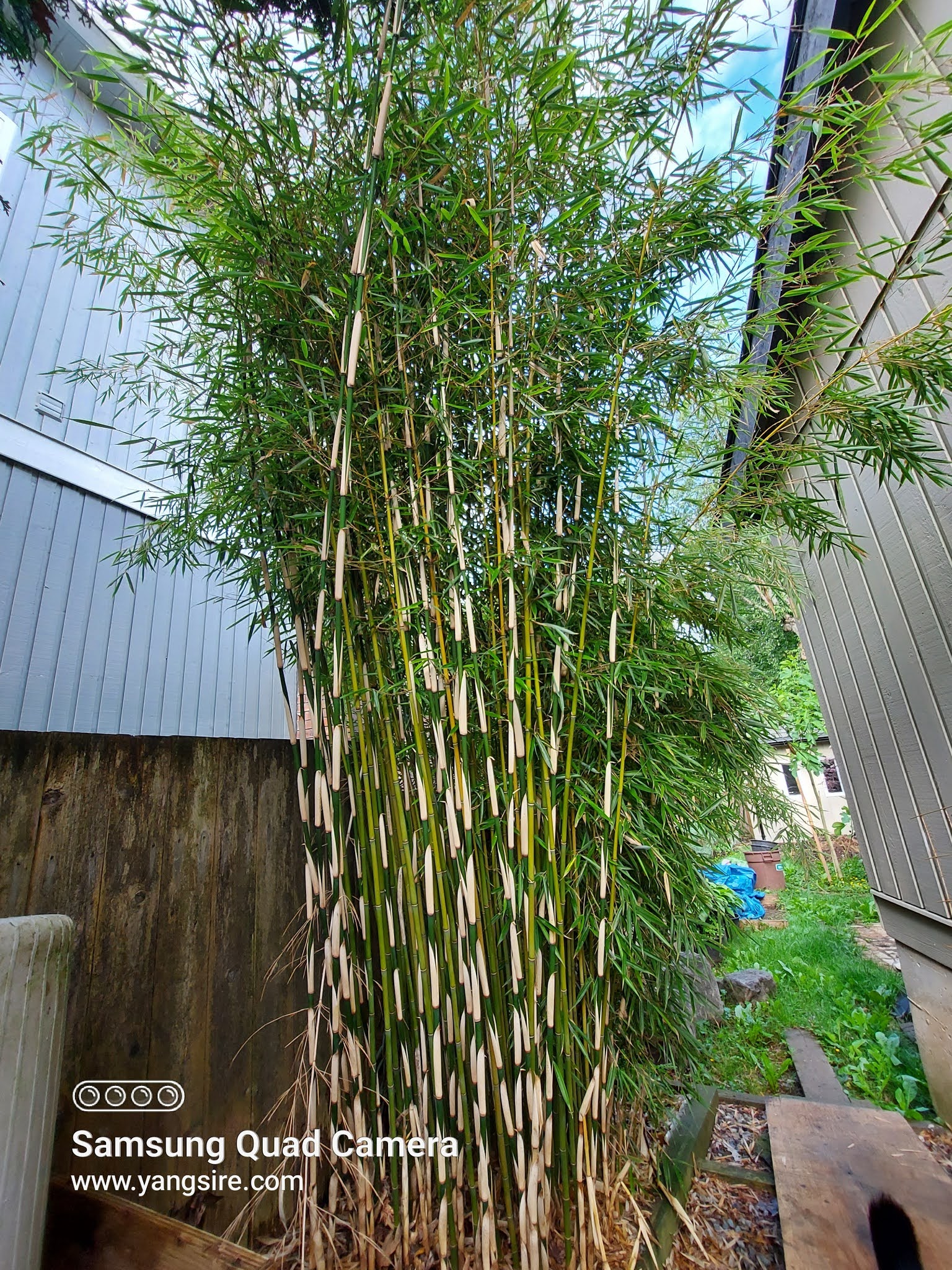 Healthy Living bamboo