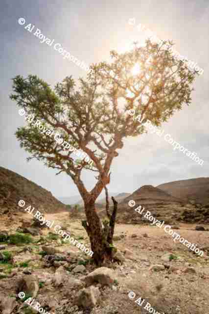 Frankincense | AlRoyal Corporation - Oman