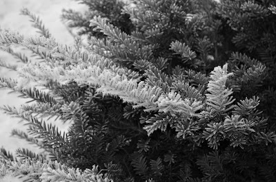Black and White Version of Frosty Pines Photo by Trisha Field