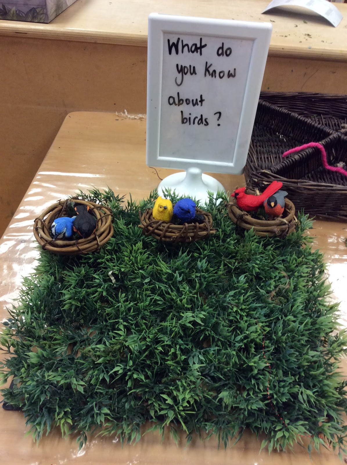 Our Bird Inquiry Mrs. Albanese's Kindergarten Class