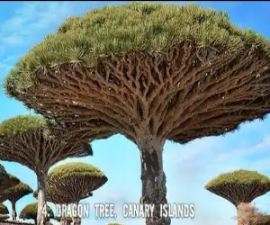 10 strange tree society  of the world