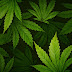 60+ Weed Related Blog Post: If You Want To Learn About Weed?