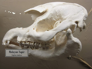Hint tapiri kafatası