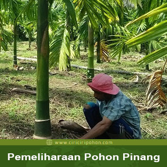 ciri ciri pohon pinang