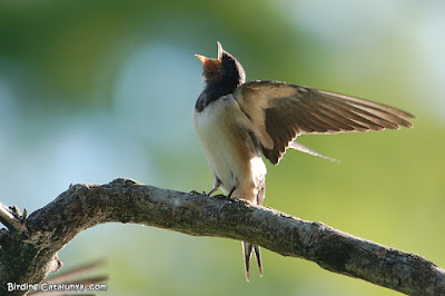 Oreneta (Hirundo rustica)