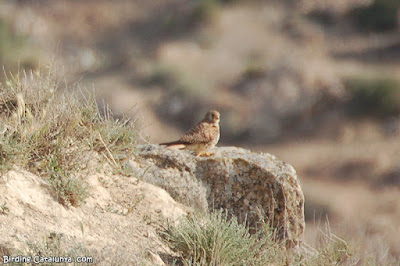 Femella de xoriguer petit