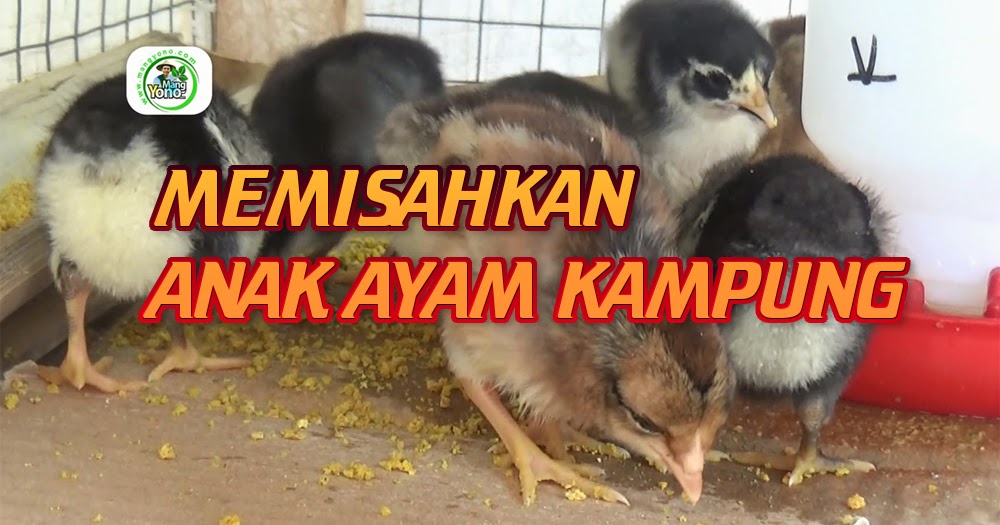 Tahapan Memisahkan dan Perawatan Anak Ayam Kampung dari Induknya Dari