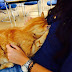 A Cat Comes To University Everyday To Give Out Hugs To Students (14 pics)