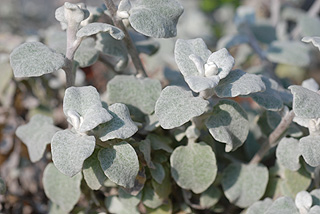 ヘリクリサムペチオラレ