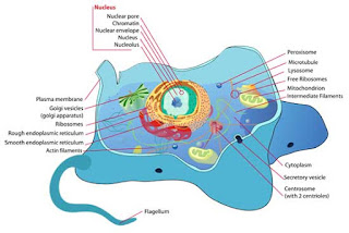 ciri ciri sel eukariotik