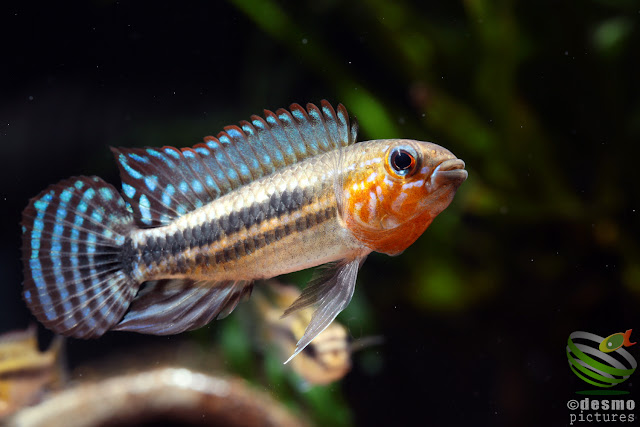 Apistogramma sp. miua / Igarape Miua