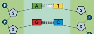 Pasangan Basa Nitrogen