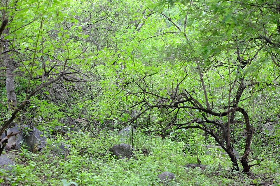 Refugio de Vida Silvestre Laquipampa