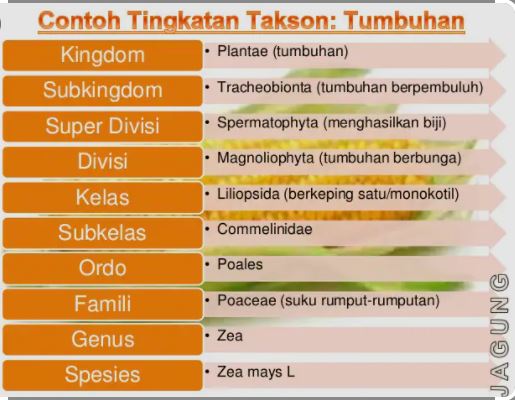 Dalam klasifikasi hewan, tingkatan takson setelah takson kingdom adalah
