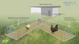 Khám phá với hơn 55 về mô hình nuôi gà trĩ hay nhất - Tin học Đông Hòa