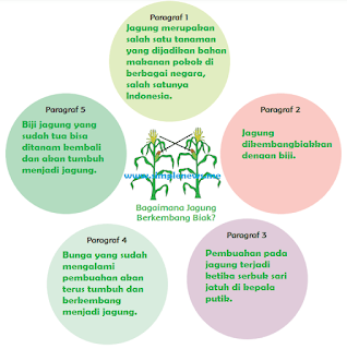 peta pikiran Bagaimana Jagung Berkembang Biak kelas 1 tema 6 www.simplenews.me