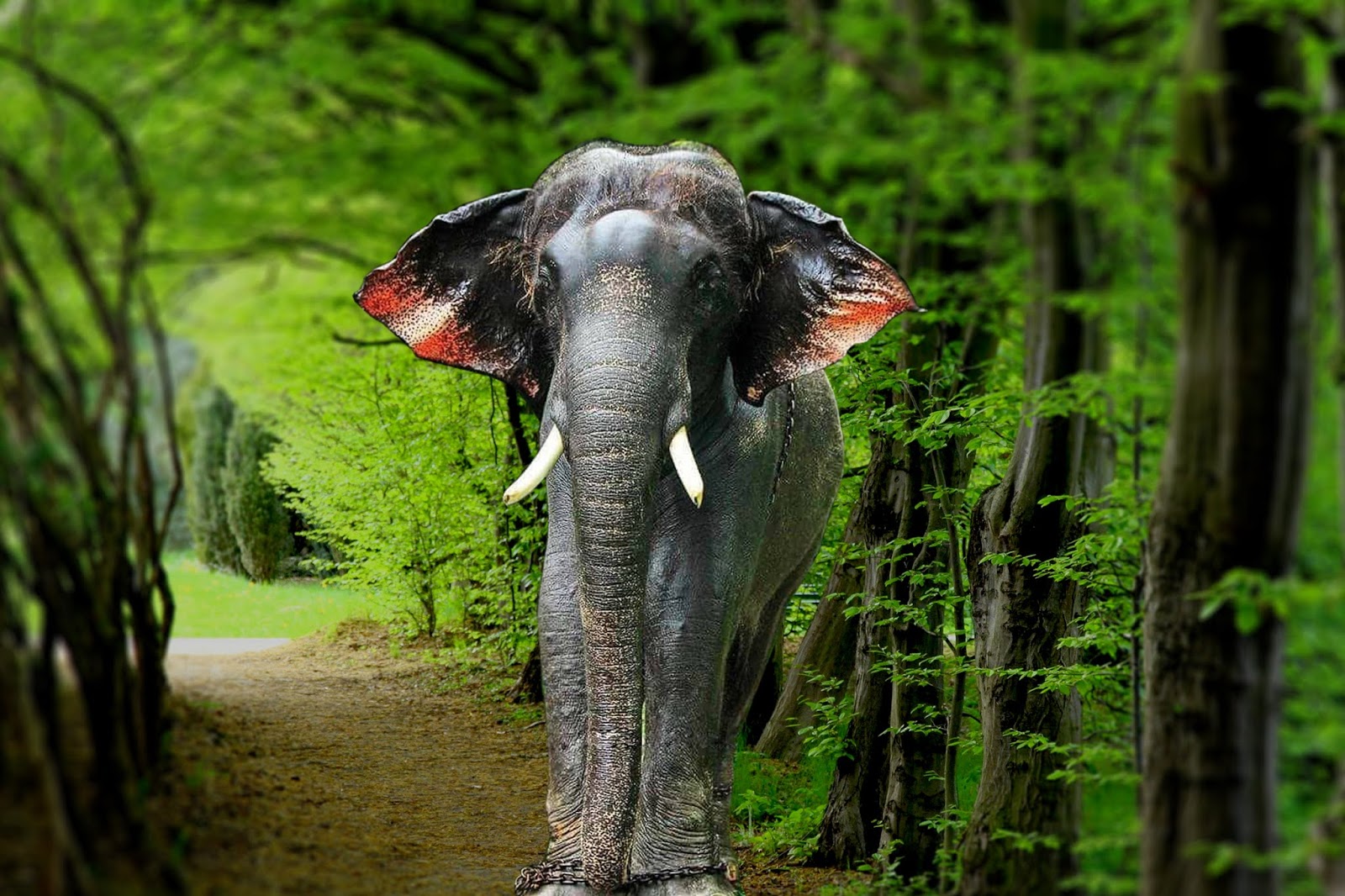 Kerala Elephants Images | Kerala elephants wallpapers HD | Kerala