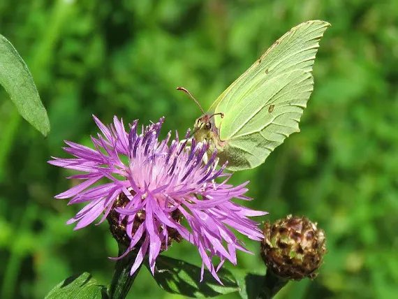 Latolistek cytrynek, listkowiec cytrynek (Gonepteryx rhamni) latolistek