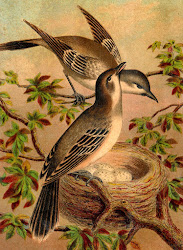 antique bird prints illustration artwork nest victorian