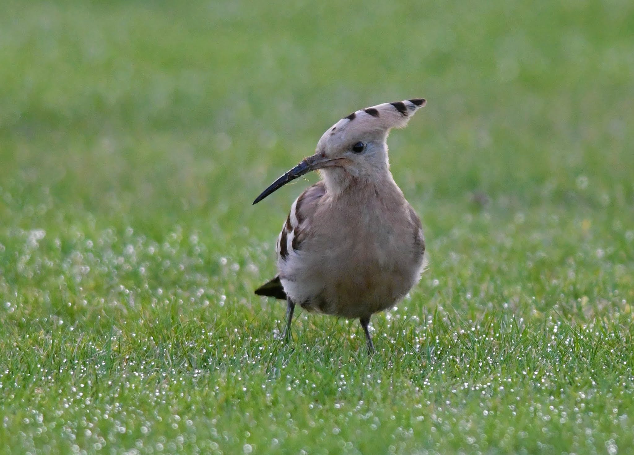 The Early Birder Hoopoe Collingham