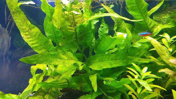 How to breed aquatic plants