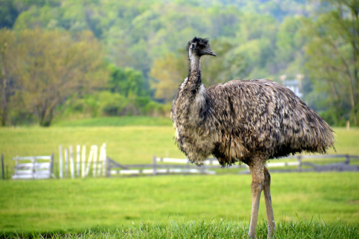 Emu Bird Interesting Facts, Behavior, Habitat and Other Information