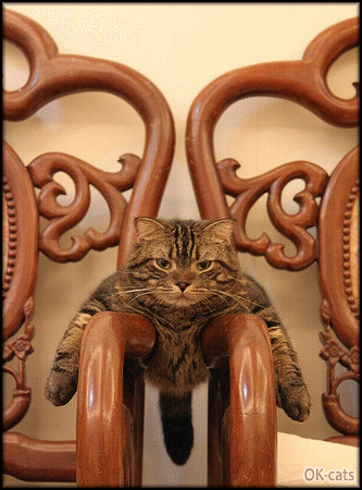 Art Cat GIF • Lazy cat chilling between 2 armchairs in a funny position Art Cat GIF • Lazy cat chilling between 2 armchairs in a funny position