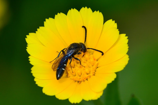 Sapyga quinquepunctata Sapyga quinquepunctata