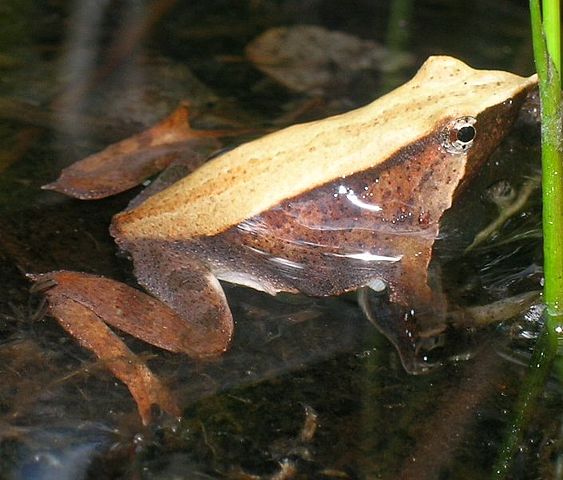 Darwin’s Frogs are among the weirdest animals with a pointed snout and triangular-shaped head.