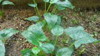 Keladi Tikus Obat Herbal Untuk Penyakit Kanker Keladi Tikus Obat Penyakit Kanker