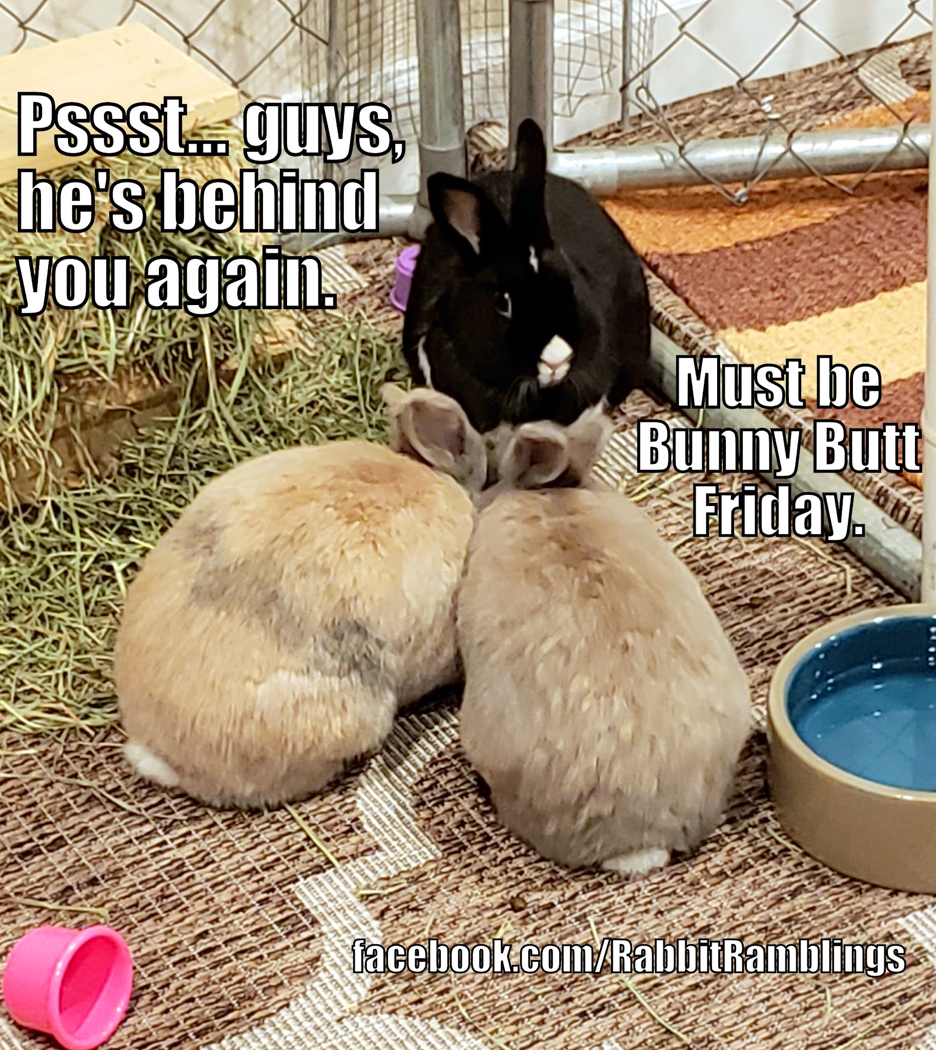 Rabbit Ramblings: Funny Bunny Memes