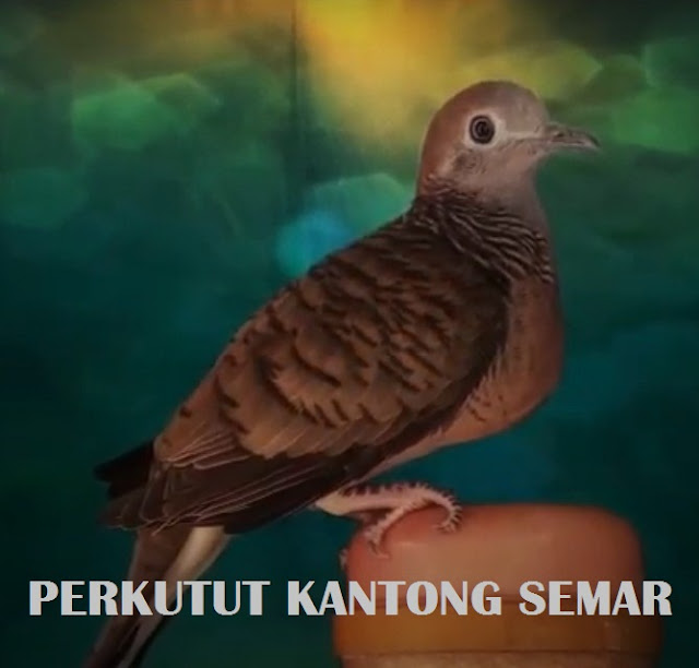 Ciri Mathi Perkutut Kantong Semar