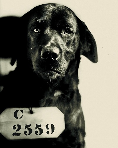 Pep - The dog who was sentenced to life in prison for a murder he didn’t commit