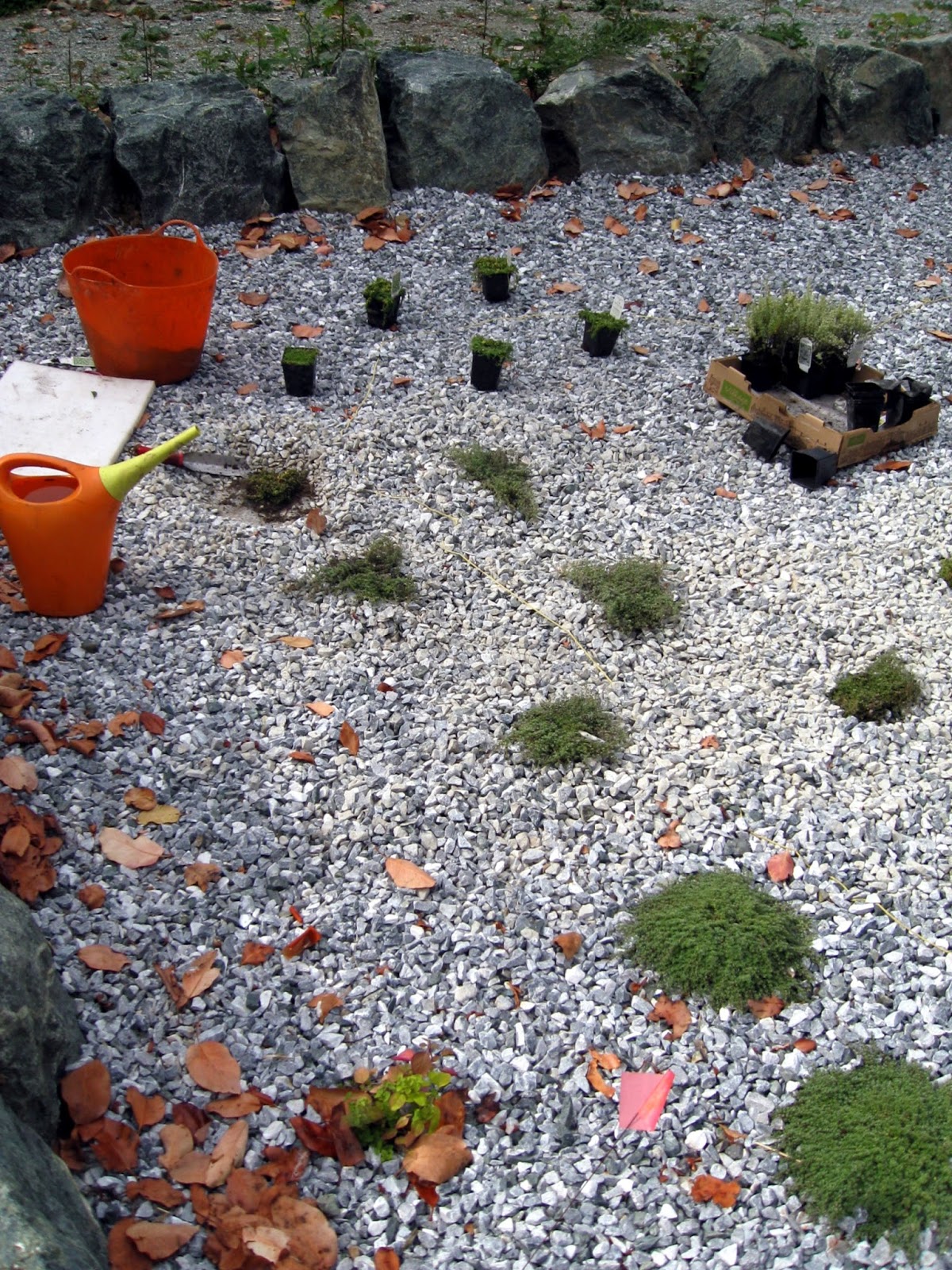 Lesley Turner Backyard Project Planting in the Gravel Bed Garden
