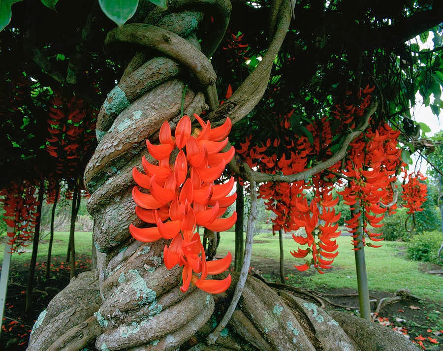 red-jade-vine.jpg