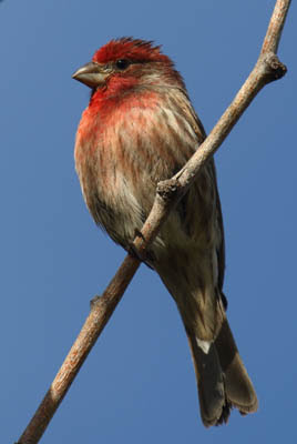 Photo of House Finch on a twig