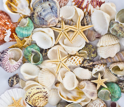 Mixed beach shells