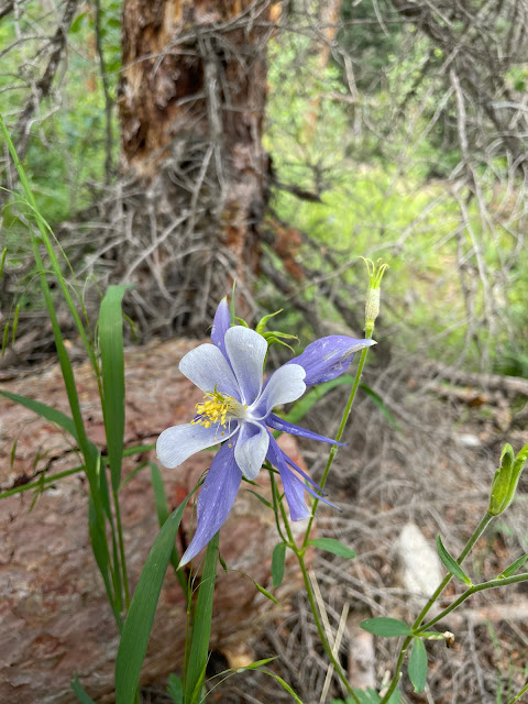 I Believe in Santa Clause