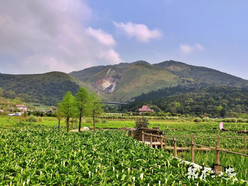 名陽匍休閒農莊｜頂湖海芋步道~台北陽明山竹子湖海芋季官網封面照就是在這拍的