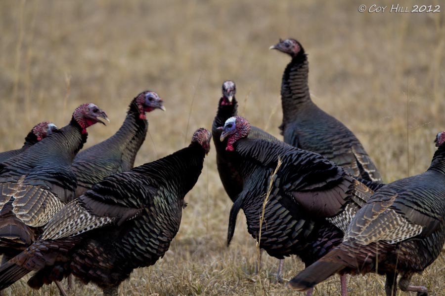 country-captures-wild-turkeys-tensions-rising