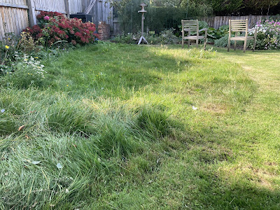 An area of lawn with longer grass and wildflowers
