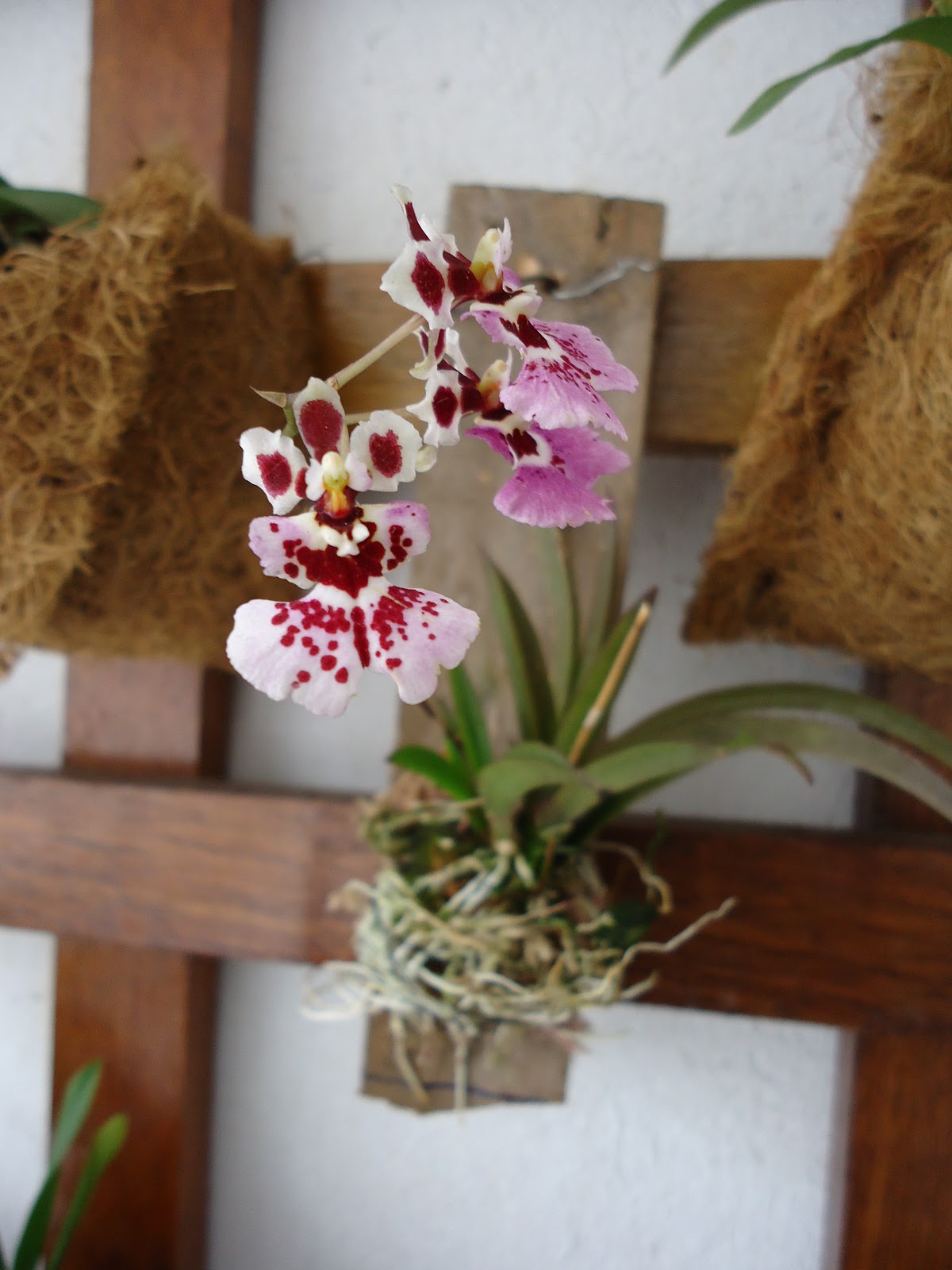 Debbie's Orchids Orchid trellis