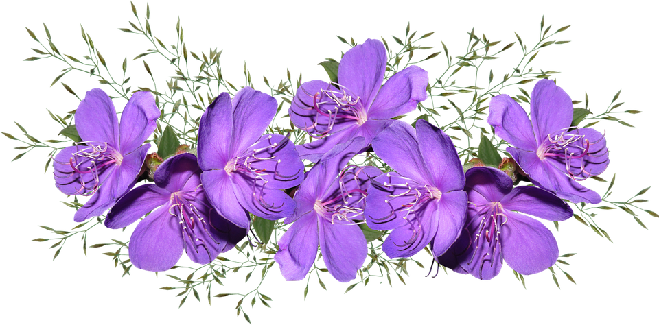 PNG Hive: Purple flowers