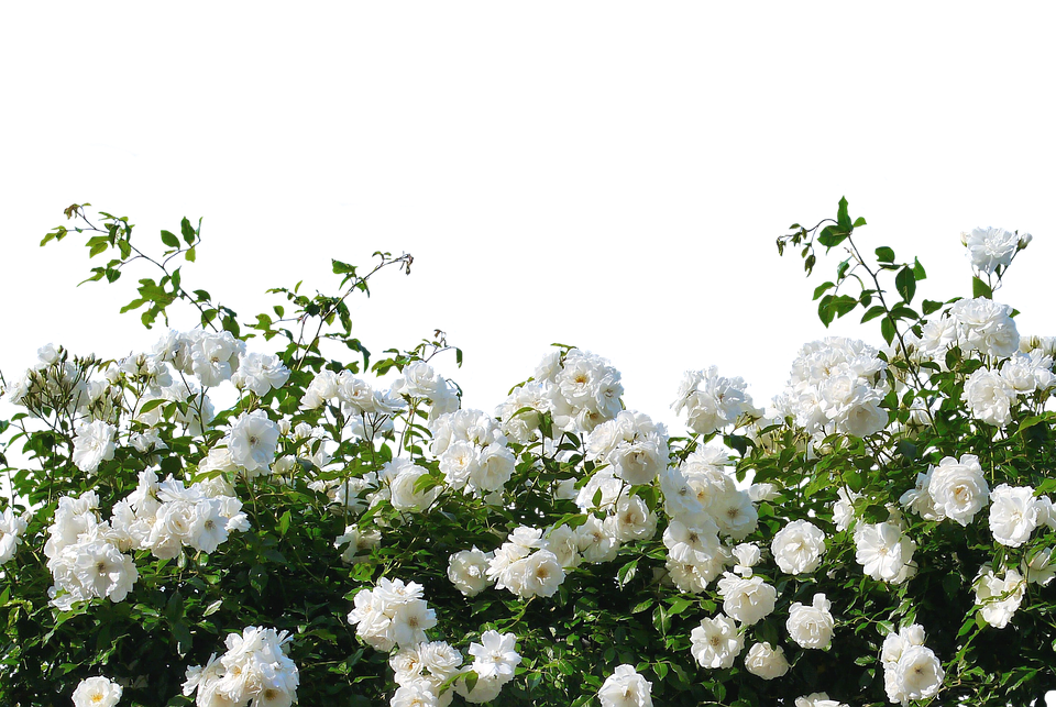 { Beautiful } White Roses Images Pics Wallpaper Photos Bouquet in HD