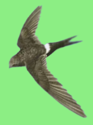 swift rumped fastest birds