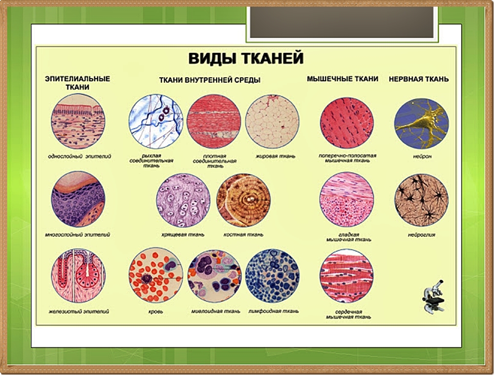 Назовите изображенные на рисунке ткани. Типы тканей биология 8. Типы тканей биология 8 класс. Клетки и ткани человека биология 8 класс. Ткани животной клетки 5 класс биология.