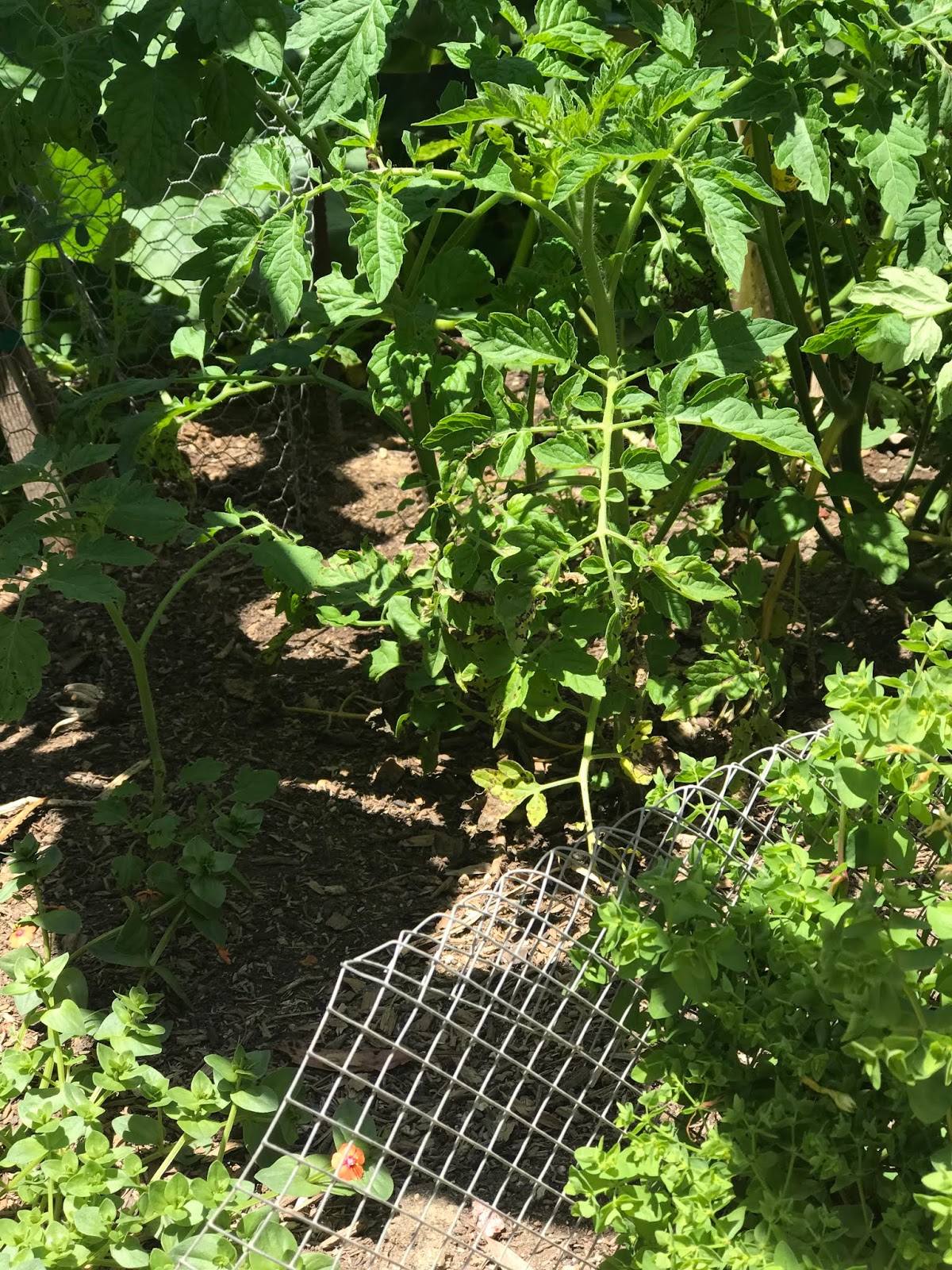 On Discovering A Garden: How to gopher proof your garden.....