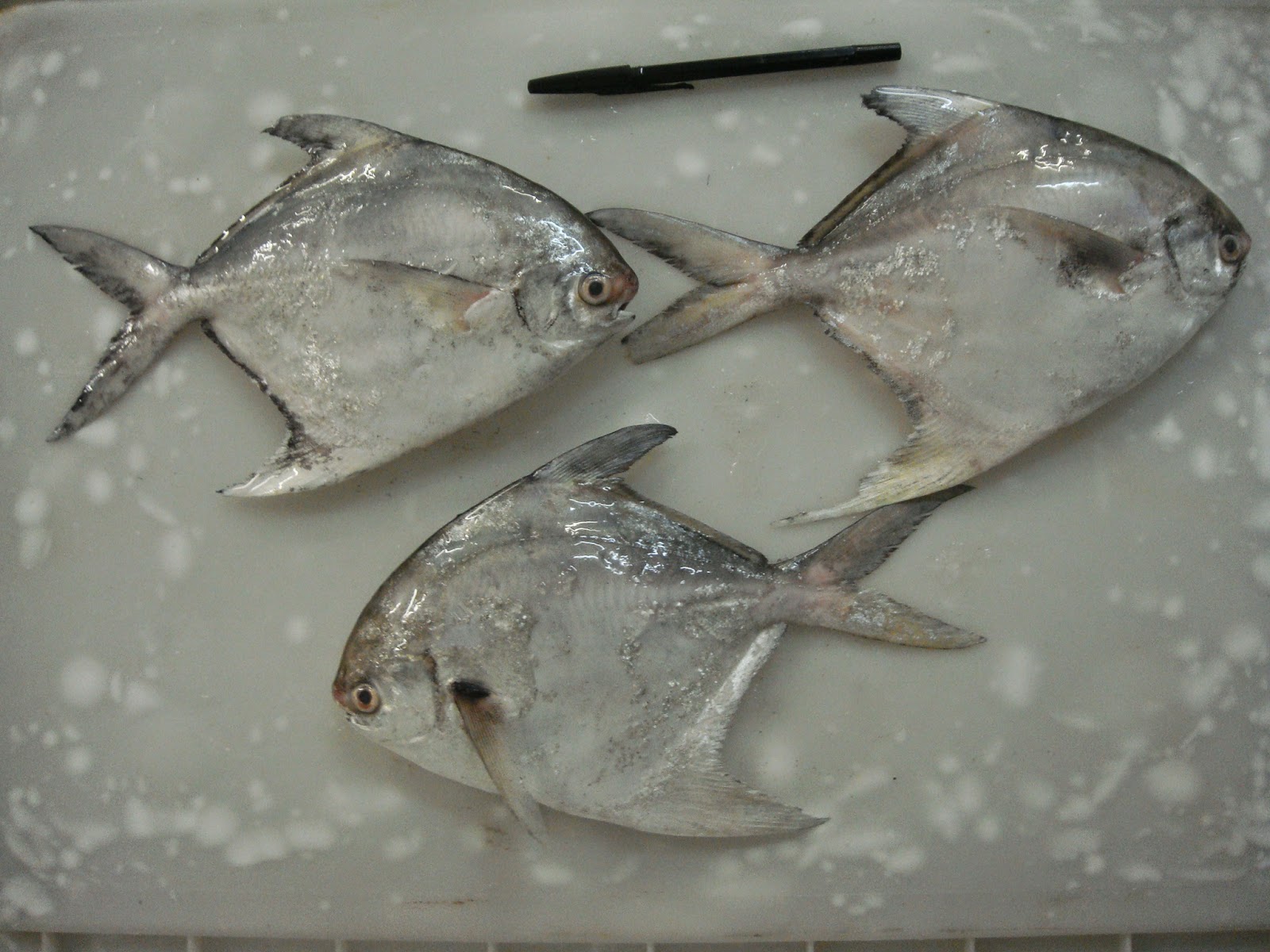 inpacfreshfish: IKAN BAWAL PUTIH