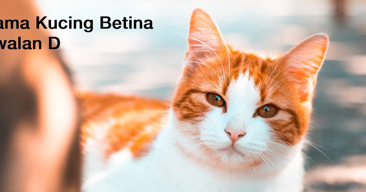 BAGUS ,,!! Nama Kucing Betina Awalan D Terbaru dan Artinya - TABIR DAKWAH